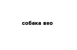 собака вео